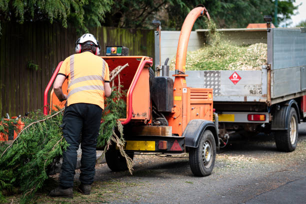 Reliable South San Francisco, CA Tree Removal Solutions