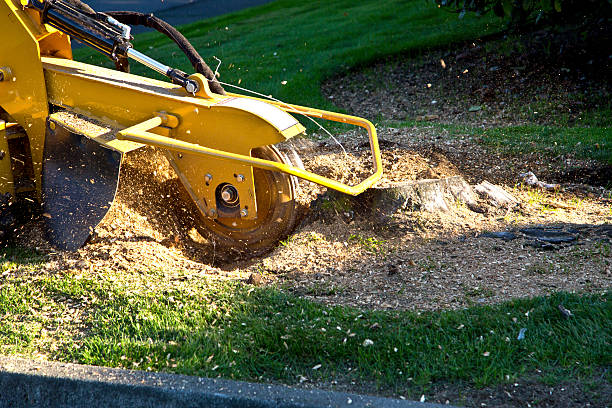 How Our Tree Care Process Works  in  South San Francisco, CA